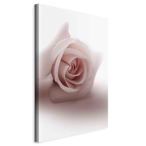Tableau - Floral Glamour Glow (1-part) - Delicate and Pastel Pink Rose Tableau - Floral Glamour Glow (1-part) - Delicate and Pastel Pink Rose