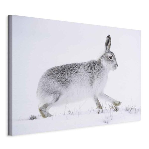 Tableau - Hare (1 Part) Wide Tableau - Hare (1 Part) Wide
