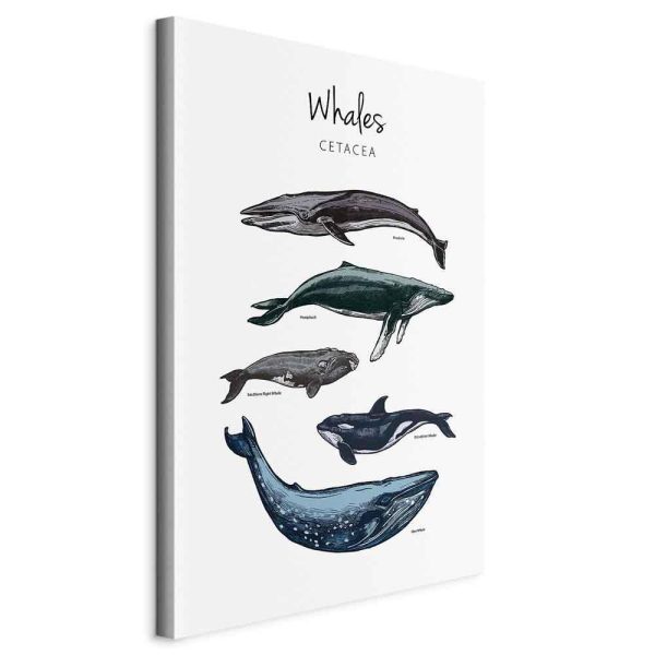 Tableau - Whales (1 Part) Vertical Tableau - Whales (1 Part) Vertical