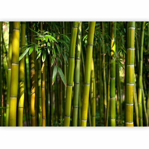 Papier peint - Eucalyptus alley – bamboo grove in juicy green tone