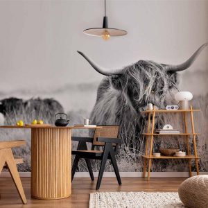 Papier peint - Highland Cattle
