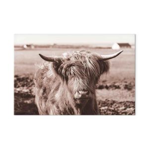 Tableau - A Scottish Cow in Sepia