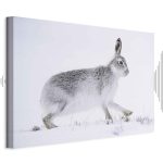 Tableau - Hare (1 Part) Wide