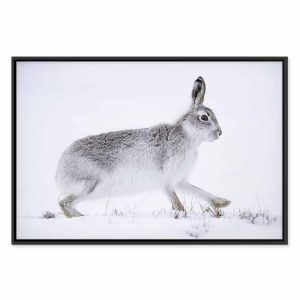 Tableau - Hare (1 Part) Wide