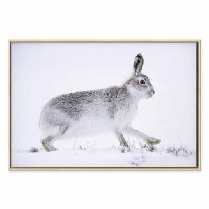 Tableau - Hare (1 Part) Wide
