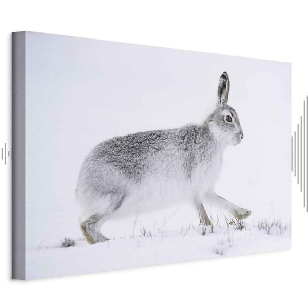 Tableau - Hare (1 Part) Wide Tableau - Hare (1 Part) Wide