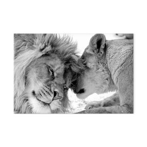 Tableau - Lion's Love