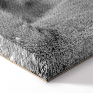 Tableau - Lion's Love