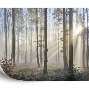 Papier Peint Forêt Dans Le Brouillard – Image 2