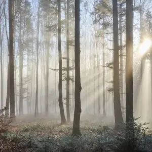 Papier Peint Forêt Dans Le Brouillard – Image 1