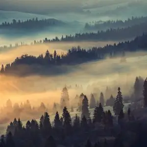 Papier Peint Forêt Dans Le Brouillard – Image 1