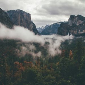 Papier Peint Forêt Dans Le Brouillard – Image 1