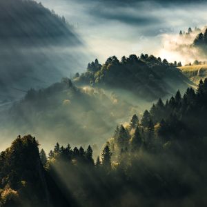 Papier Peint Forêt Dans Le Brouillard – Image 1