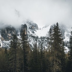 Papier Peint Forêt Dans Le Brouillard – Image 1