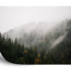 Papier Peint Forêt Dans Le Brouillard – Image 2