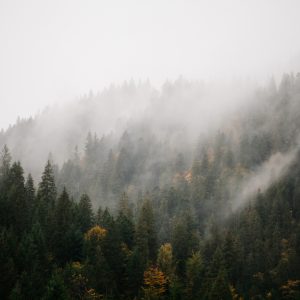 Papier Peint Forêt Dans Le Brouillard – Image 1