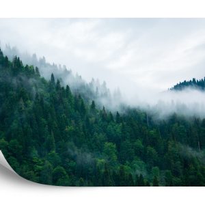 Papier Peint Forêt Dans Le Brouillard – Image 2