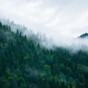 Papier Peint Forêt Dans Le Brouillard – Image 1
