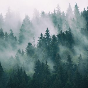 Papier Peint Forêt Dans Le Brouillard – Image 1