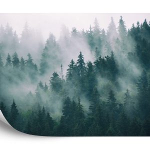 Papier Peint Forêt Dans Le Brouillard – Image 2