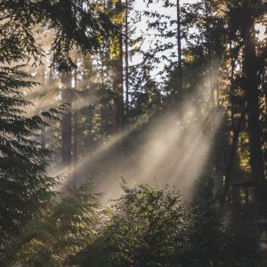 Papier Peint Forêt Dans Le Brouillard – Image 1