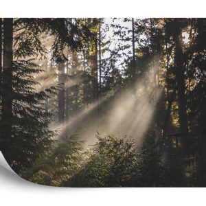 Papier Peint Forêt Dans Le Brouillard – Image 2