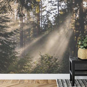 Papier Peint Forêt Dans Le Brouillard – Image 7