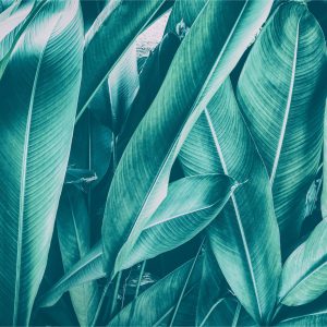 Papier Peint Feuilles Vintage Exotiques – Image 1