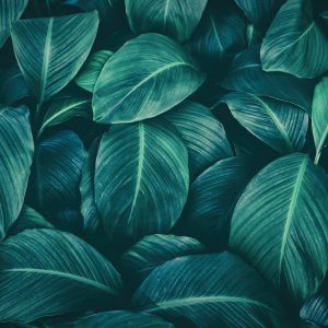 Papier Peint Feuilles Tropicales Sombres – Image 1
