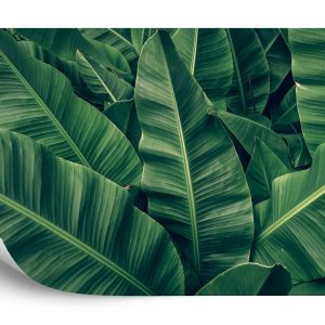 Papier Peint Feuilles Tropicales Rétro – Image 2