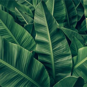 Papier Peint Feuilles Tropicales Rétro – Image 1