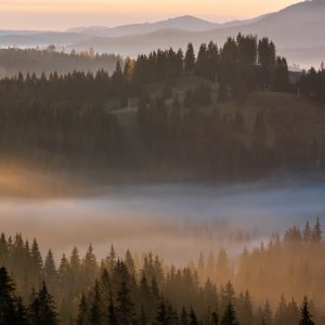 Papier Peint Forêt Dans Le Brouillard – Image 1