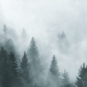 Papier Peint Forêt Dans Le Brouillard – Image 1