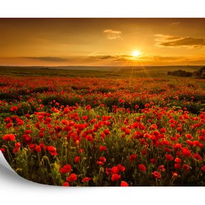 Papier Peint Paysage Fleurs – Image 2