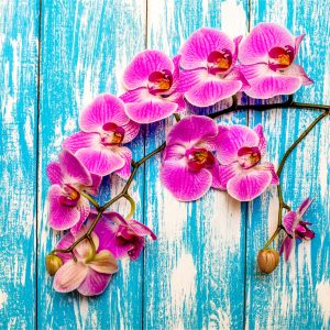 Papier Peint Orchidées Sur Fond De Planches – Image 1