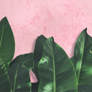 Papier Peint Plantes Tropicales Sur Fond Rose – Image 1