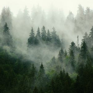 Papier Peint Forêt Dans Le Brouillard – Image 1