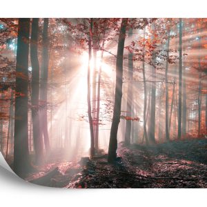 Papier Peint Couleurs D'automne De La Forêt – Image 2