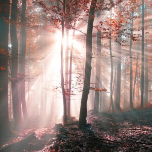 Papier Peint Couleurs D'automne De La Forêt – Image 1