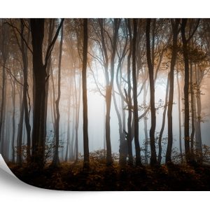 Papier Peint Arbres Forestiers – Image 2