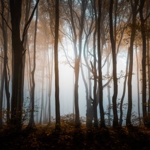 Papier Peint Arbres Forestiers – Image 1