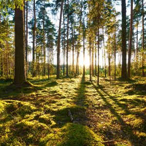Papier Peint Forêt Coucher De Soleil – Image 1