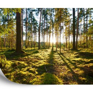 Papier Peint Forêt Coucher De Soleil – Image 2