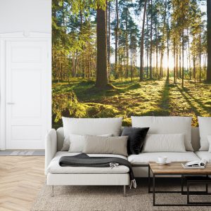 Papier Peint Forêt Coucher De Soleil – Image 6