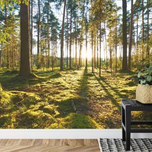 Papier Peint Forêt Coucher De Soleil – Image 7