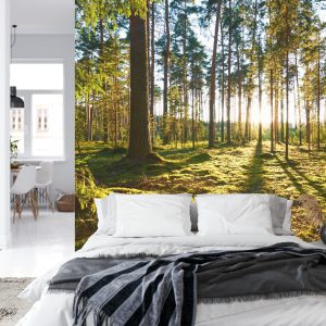 Papier Peint Forêt Coucher De Soleil – Image 8