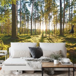 Papier Peint Forêt Coucher De Soleil – Image 3