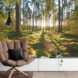 Papier Peint Forêt Coucher De Soleil – Image 4