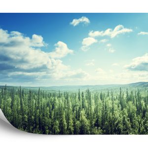 Papier Peint Forêt Arbres Ciel – Image 2