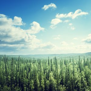 Papier Peint Forêt Arbres Ciel – Image 1